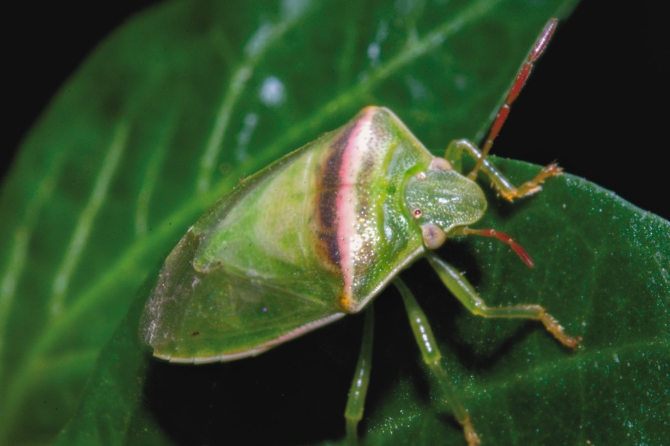 Stink Bug Macro Photo Focus Stacking